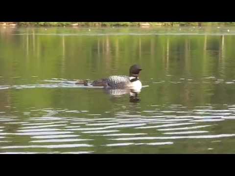 Loons react to low flying airplane.