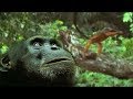 The Chimpanzee's Monkey Ambush | Predators | BBC Earth