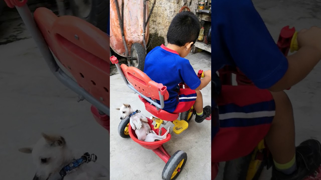 Servando paseando a Marshall