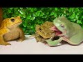 Stop eating 🐸 [Frog and toad] Miyako toad, Nagare toad, Australian green tree frog。
