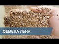 Сортировка Семян Льна / Flaxseed Sorting