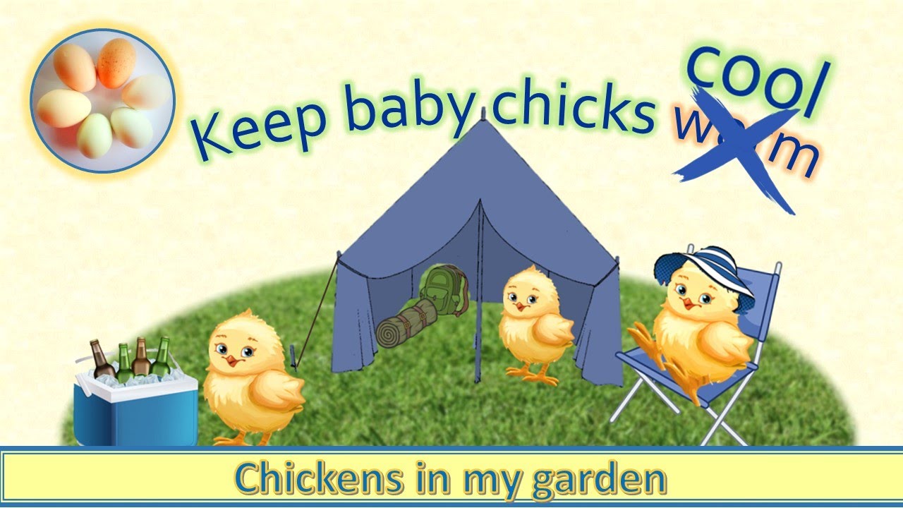 Keep baby chicks cool in a tent YouTube