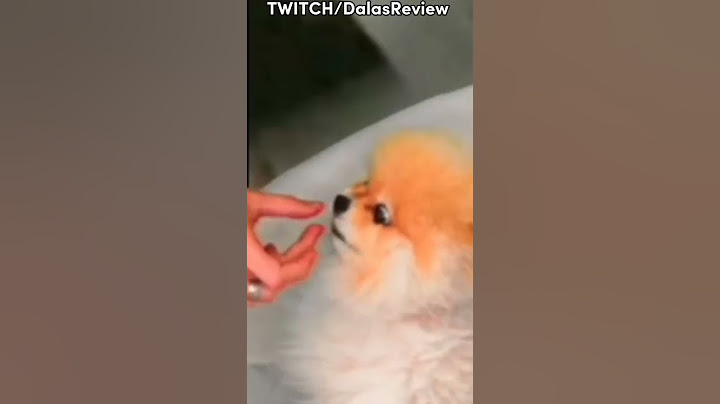 DALAS ENSEÑA A SU PERRITO A SER EDUCADO 😢😘