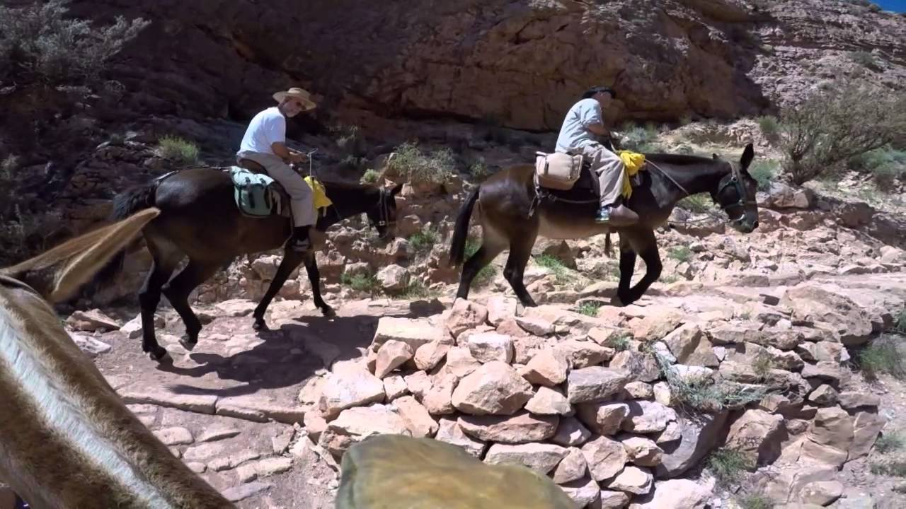 Grand Canyon Mule Ride from Phantom Ranch 5 7 15 YouTube