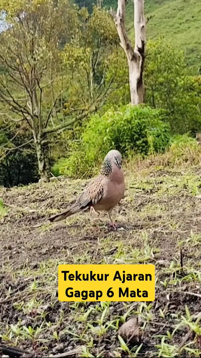 Suara Burung Tekukur Gagap 6 Kali #terkukurmania #burung #tekukursultan #perkutut #derkukur #tekukur