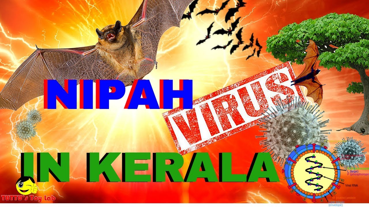 NIPAH VIRUS IN KERALA : All you need to know about NiV [2018] - YouTube