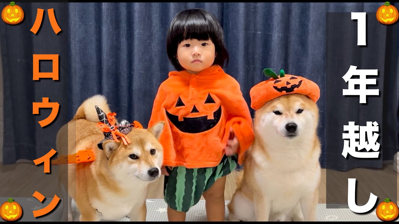 怒る柴犬❗️（夏仕様）