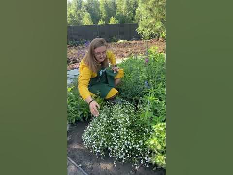 Дешевый, но эффектный однолетник! #семенаалтая #дача #огород #сад - YouTube