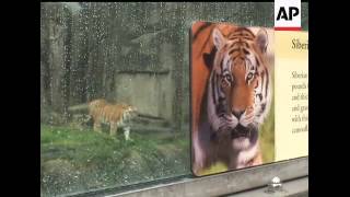 Headline: parents of tiger attack victim seek compensation
--------------------------------------- caption: the a teen who was
killed by a...