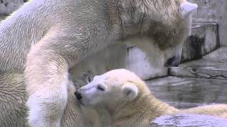 今日のアイラ声~Polar Bear's voice of today