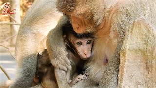 An Feel Comfort After Mom Tara Give Warm Chest, An Need This Best Grooming From Mom.