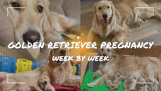Golden Retriever Pregnancy Week by Week - Weeks 1 through 8 of Dog Pregnancy with Puppy Ultrasound