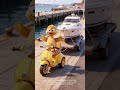 Little Golden Duck Gory’s New Yacht 🦆🛥️ | Fun Water Adventure & Relaxing Vacation 🌊😂