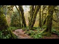 Olympic National Park's Spruce Nature Trail & Hall of Mosses | Loyal Kinfolk Travel