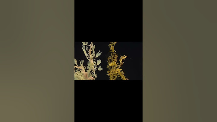"Il Cavalluccio Marino Maschio Incinto?! Scopri il Miracolo della Natura! 🐴🤰"
