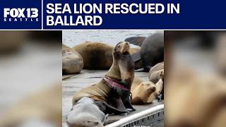 Sea lions rescued from entanglement at Ballard docks | FOX 13 Seattle