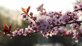 Happy Spring Music Instrumental by Relaxing Music 112 views 2 years ago 6 minutes, 7 seconds