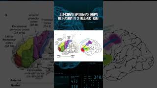 Елена Сударикова | Подростки | Мозг человека и других приматов #наука #shorts