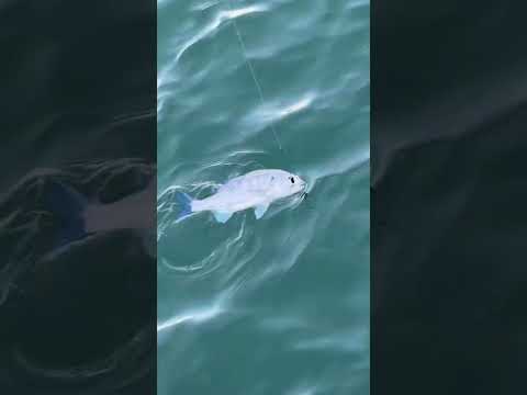 مزيزي احلى من السبيطي طعم