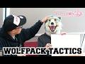 WOLFPACK TACTICS【スペア・リブ編】