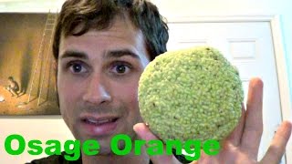 How to eat an Osage Orange  Weird Fruit Explorer Ep. 119