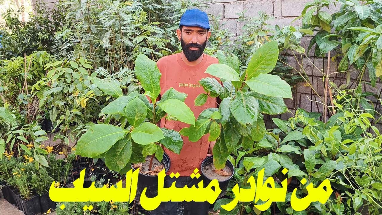 من نوادر مشتل السياب مع ذكر الاسعار بتفصيل#السياب