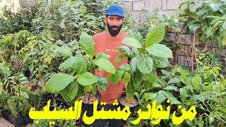 من نوادر مشتل السياب مع ذكر الاسعار بتفصيل#السياب