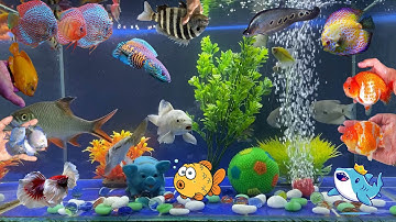 Video Tổng Hợp Động Vật Dễ Thương Đầy Màu Sắc,Hoa,Cây,Cá Mập,Rùa,Rắn,Cá Vàng,Cá Koi,Cá Trê,Cá Tỳ Bà