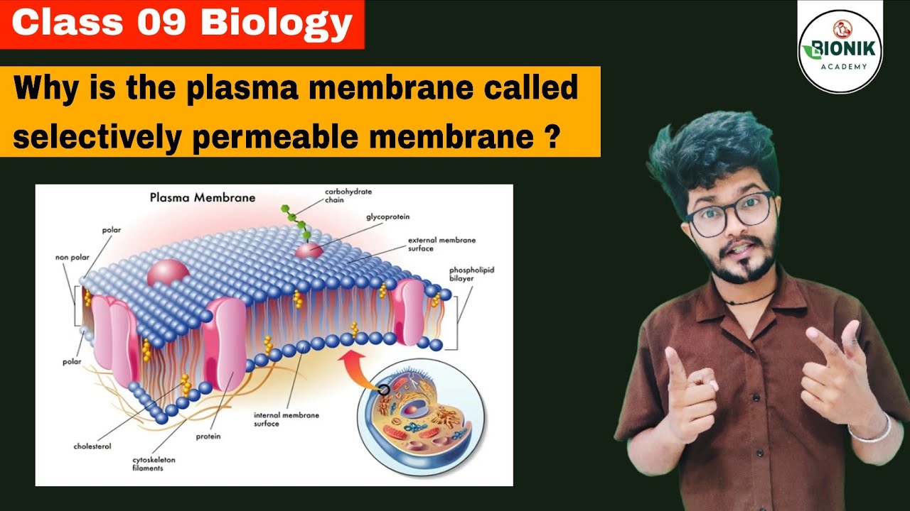 Why is the plasma membrane called selectively permeable membrane ...
