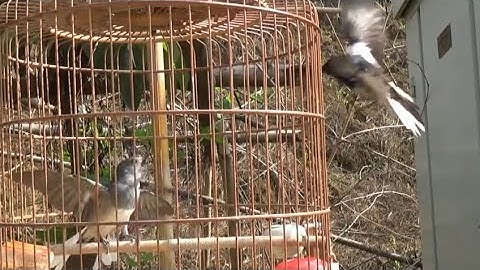 Chòe than mái mồi gọi và kích trống cực gắt | File đi bẫy chuẩn không cần chỉnh phần 2