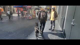 Cane Corso Training | Biggie | Downey, CA