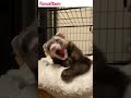 ferret Aitaro yawning doesn&#39;t stop ferret videos #shorts