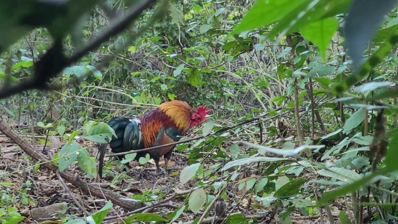 12 มกราคม ค.ศ. 2026