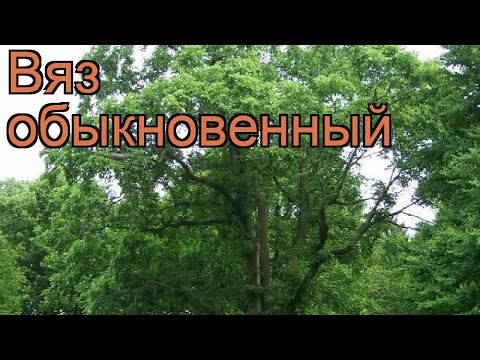 Вяз обыкновенный 🌿 обыкновенный вяз обзор: как сажать, саженцы вяза