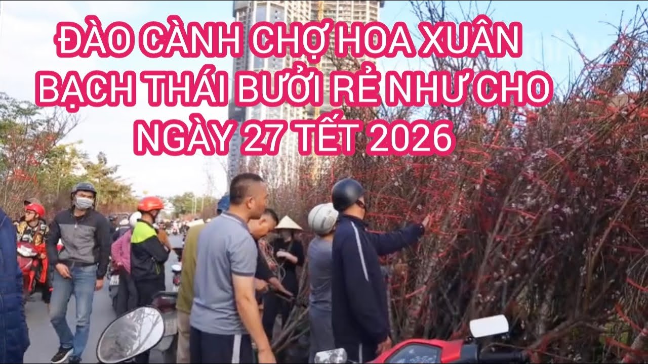 Chợ Bạch Thái Bưởi Đào cành giá rẻ ngày 27 tết 2026 