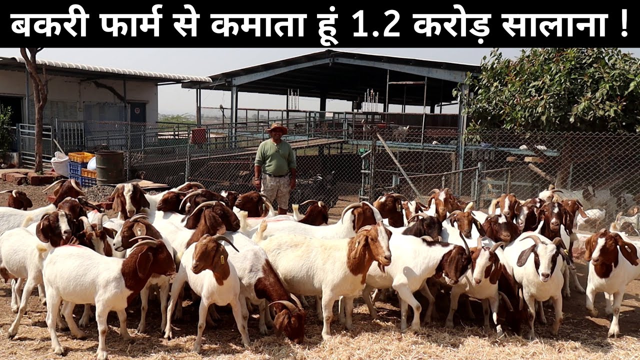 इंजीनियर नें 36 लाख की नौकरी छोड़ Goat Farming से बना डाली करोड़ो की बकरी फैक्ट्री | Goat Farm Tour