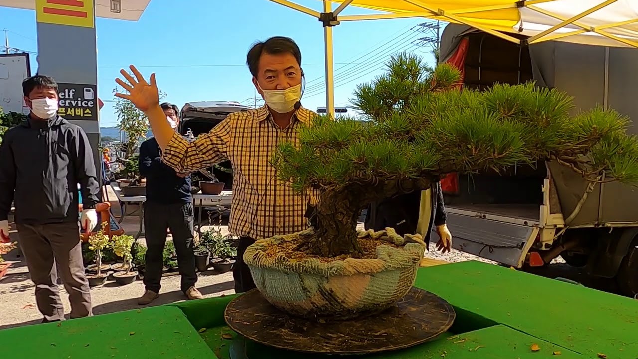 고창 예나원 경매장 2020.10.24 야외경매4 #매주(토)오전11시경매# 010 3671 5400 고창군 고창읍 녹두로1033 HP주유소(전북대 고창캠퍼스 앞)