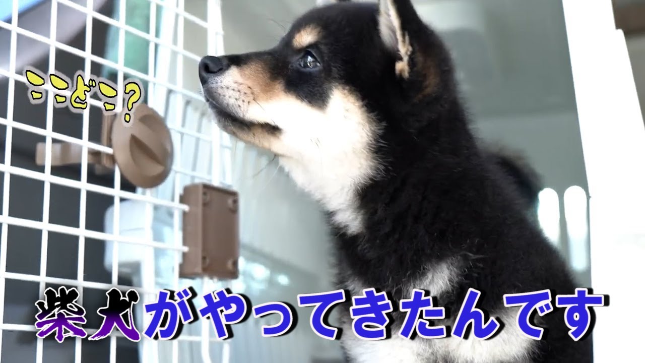 さる軍団の柴犬 赤ちゃんワンコがやってきた メッチャ可愛い子犬が仲間になりました Shiba Inu Puppy Has Arrive ４k Youtube