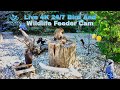 LIVE 4K 24/7 Bird And Wildlife Feeder Cam [Now With Audio]