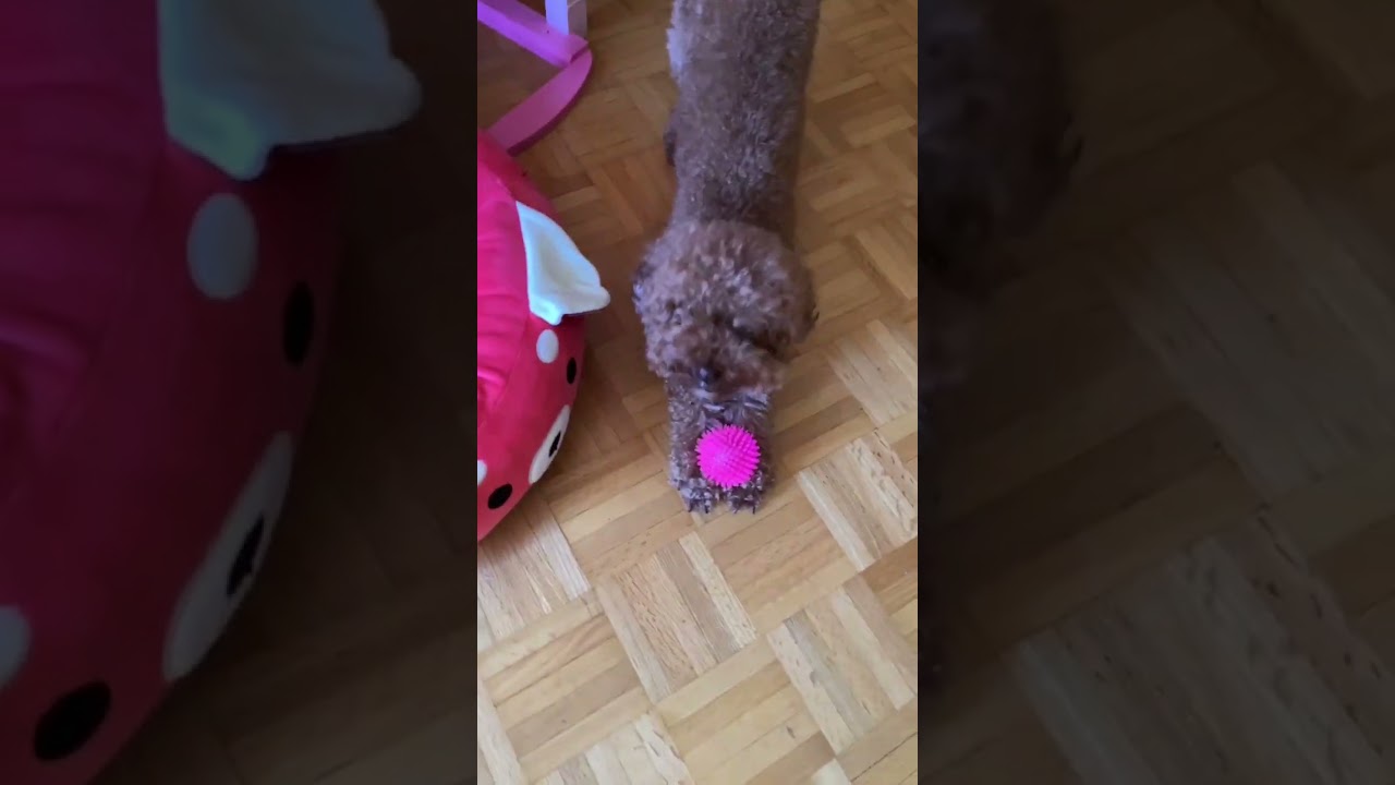 just a happy dog 🐶 ❤️ 🐩 