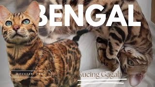 ‼️SI KUCING GAGAH‼️ KUCING BENGAL