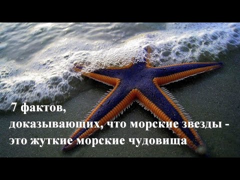 Видео: Ядат ли морски звезди анемони?