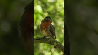Robin Having A Scratch! #shorts #nikonp900 #gardenbirds #nature