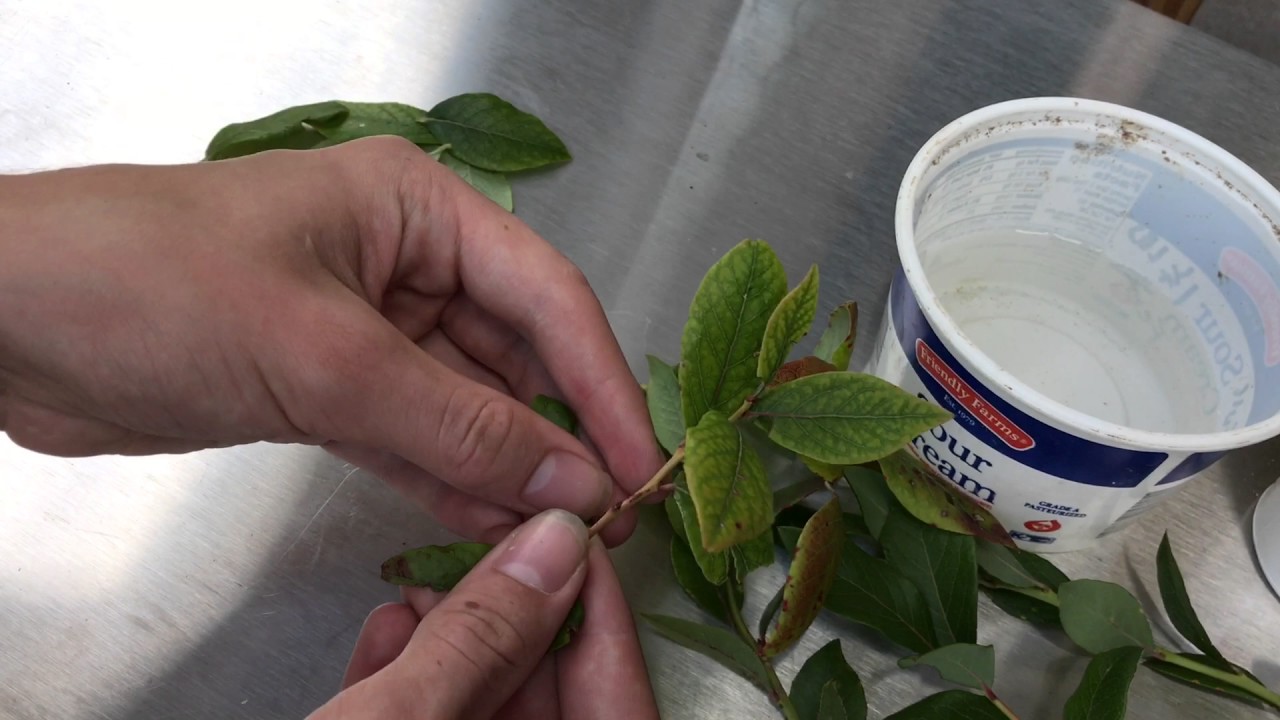 making FREE blueberry plants with rooting hormone YouTube