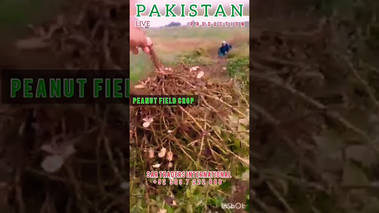 Peanut straw in Lands Process | Animals Feed hay Exporter Pakistan | $Goatsfeed 