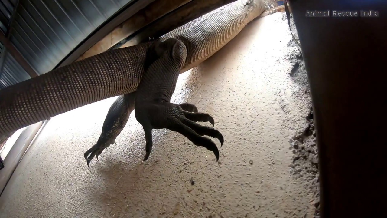 Huge Monitor Lizard Rescue Animal Rescue India Eco Echo Nashik huge-monitor-lizard-rescue-animal-rescue-india-eco-echo-nashik