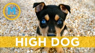 What to do if your dog eats marijuana | Your Morning