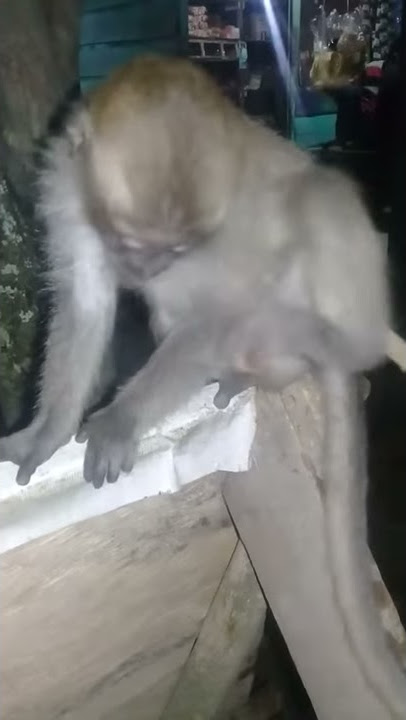 Monyet sedang ngantuk