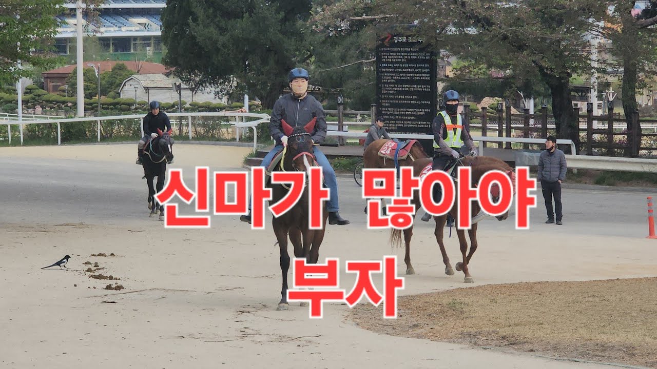 신마가 많아야 부자