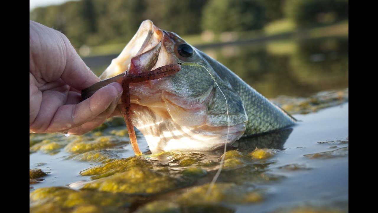 FANTASTIC Fall Fishing! Multi-species! #giantbass #bassfishing #fishing